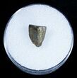 Inch Shed Edmontosaurus Tooth #1263-1